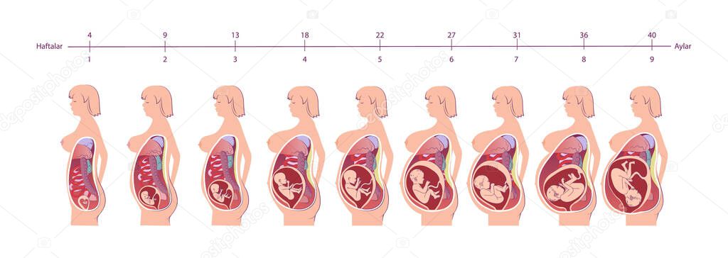 Normal pregnancy female anatomy. Stages from conception to childbirth. Anatomy medical infographic vector poster illustration. Pregnant woman with fetus. Pregnancy timeline by weeks and months.