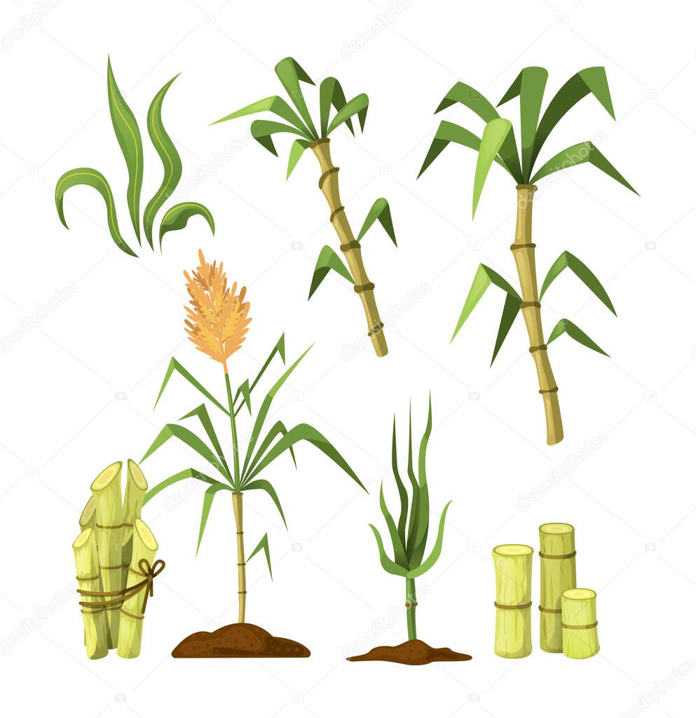Fresh cane sugar with stem and leaf plants set. Sugarcane plants, cane sugar lumps, bamboo. Natural organic alcohol industry food cartoon vector