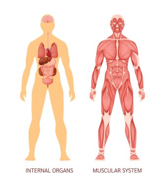 İnsan vücudu. İnsan vücudu kas sistemi ve iç organlar kalp, karaciğer, beyin, böbrekler, akciğerler, mide pankreası çizimi