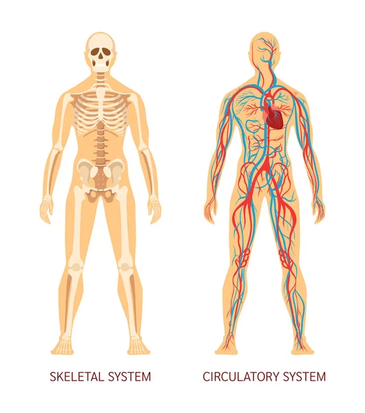 Sistema Del Cuerpo Humano Esqueleto Del Cuerpo Humano Sistema Vasos — Vector de stock