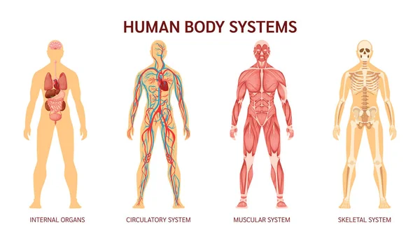 Ανθρώπινο Σύστημα Σώματος Σκελετός Ανθρώπινου Σώματος Μυϊκό Σύστημα Σύστημα Αιμοφόρων — Διανυσματικό Αρχείο
