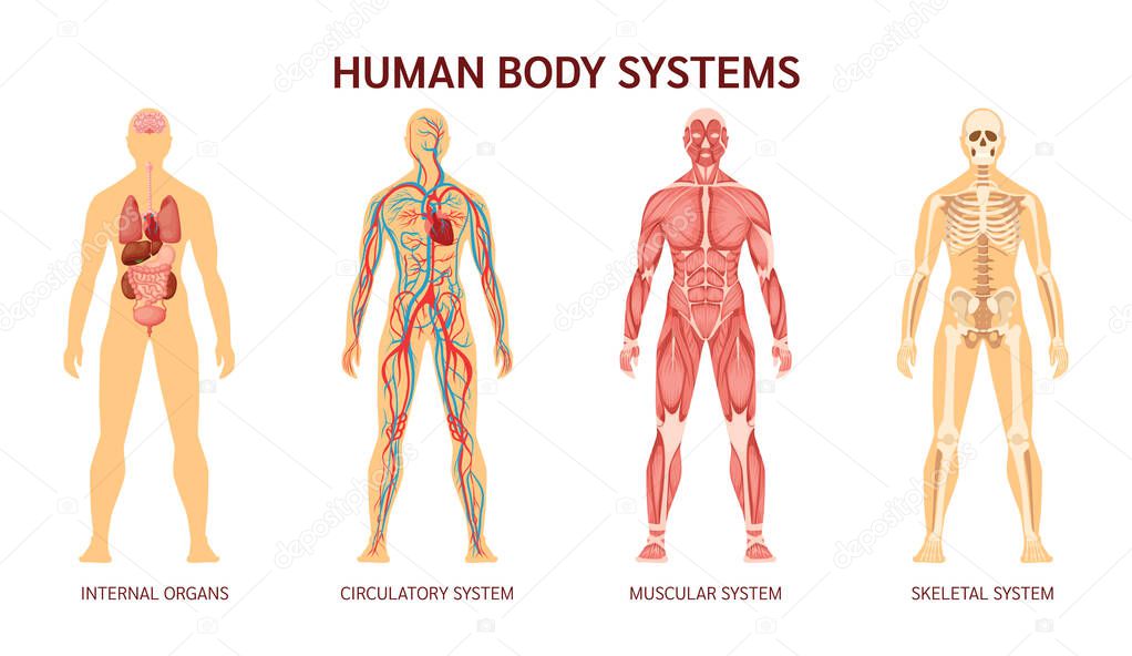 Human body system. Human body skeleton, muscular system, system of blood vessels with arteries, veins. Human body internal organs heart, liver, brain, kidneys, lungs, stomach spleen pancreas vector