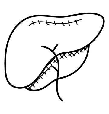 İnsan karaciğer, sindirim sistemi 