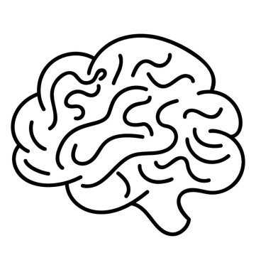 İnsan beyni, merkezi sinir sistemi, insan beyninin yapısal ve işlevsel alanları  