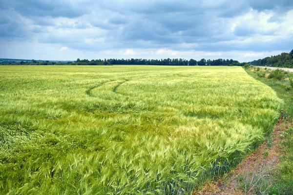 Campo Orzo Verde Del Contadino Vicino Alla Strada — Foto Stock