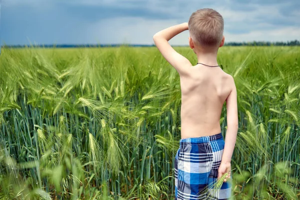 Kleiner Junge Kurzen Hosen Der Nähe Eines Bauernfeldes Mit Gerste — Stockfoto