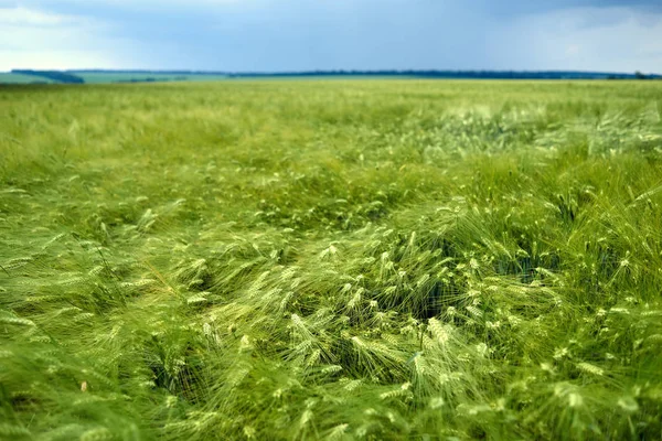 Fattoria Campo Orzo Verde — Foto Stock