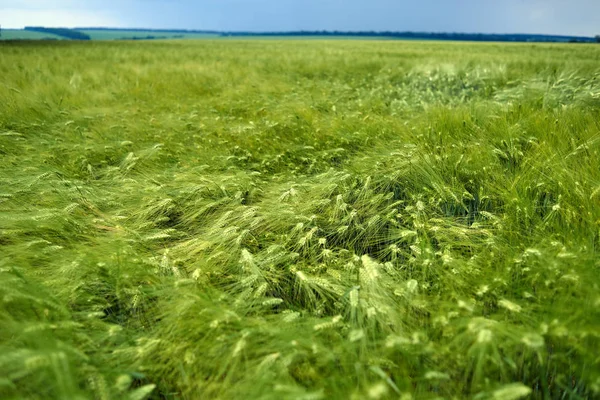 Fattoria Campo Orzo Verde — Foto Stock