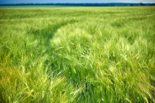 Campo Coltivatore Orzo Con Tracce Trattore — Foto Stock