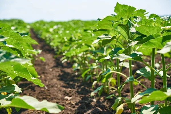 Rijen Van Zonnebloem Spruiten Een Boerderij Veld Zomer — Stockfoto