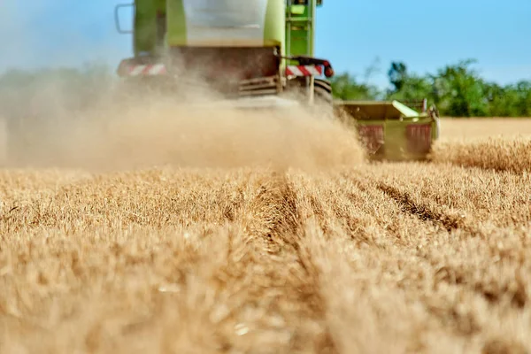 Erntemaschine Sammelt Reife Gerste Weizen Auf Dem Feld — Stockfoto