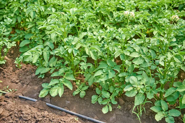 Plantas Batata Floridas Campo Dia Ensolarado — Fotografia de Stock