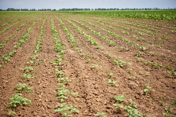 Young Shoots Sunflowers Rows Soil — Stock Photo, Image