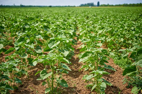 Jonge Scheuten Met Zonnebloemen Rijen Bodem — Stockfoto