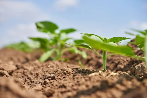 Jonge Scheuten Met Zonnebloemen Rijen Bodem — Stockfoto