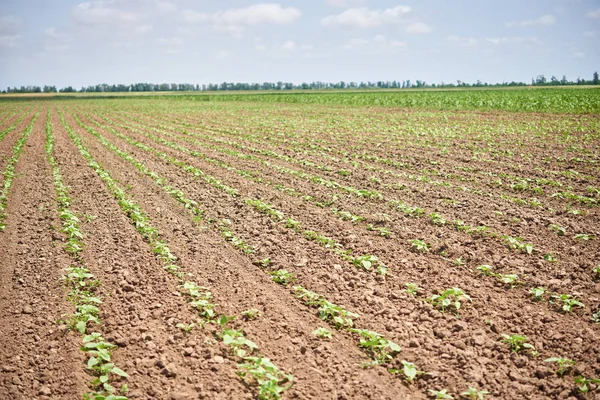 Jonge Scheuten Met Zonnebloemen Rijen Bodem — Stockfoto