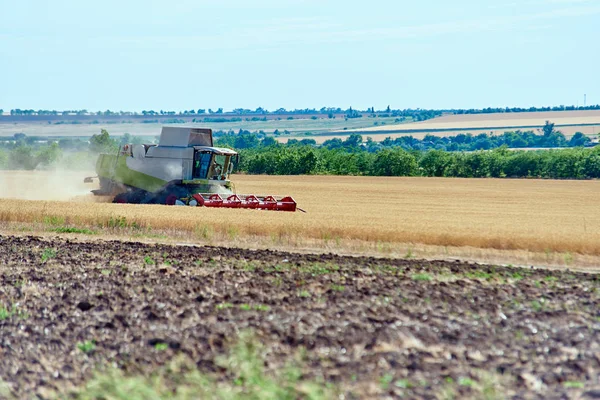 Harvester Verzamelt Rijp Gerst Tarwe Het Veld — Stockfoto