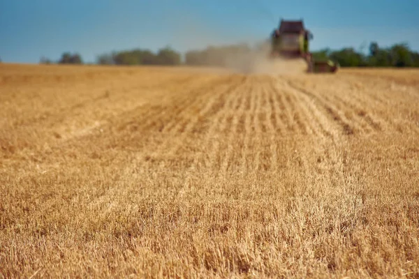 Harvester Gathers Ripe Barley Wheat Field — Stock Photo, Image
