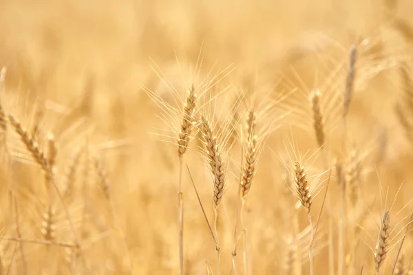 Фермерське Поле Стиглою Пшеницею — стокове фото