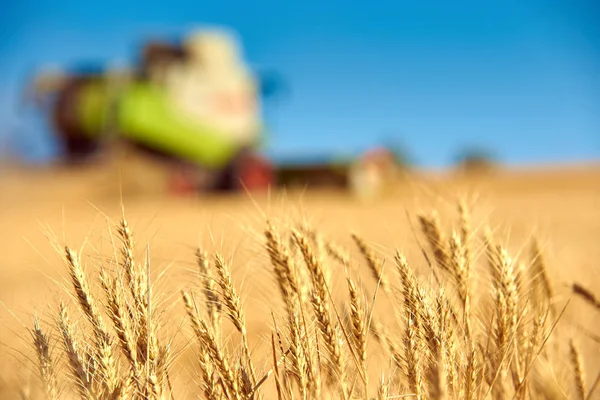 Gebied Van Rijpe Tarwe Waarop Combine Harvester Verzamelt — Stockfoto