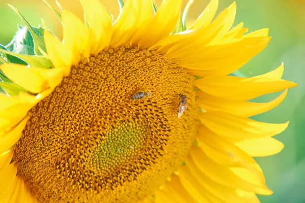 Pszczoła Zbiera Pyłek Słonecznik — Zdjęcie stockowe