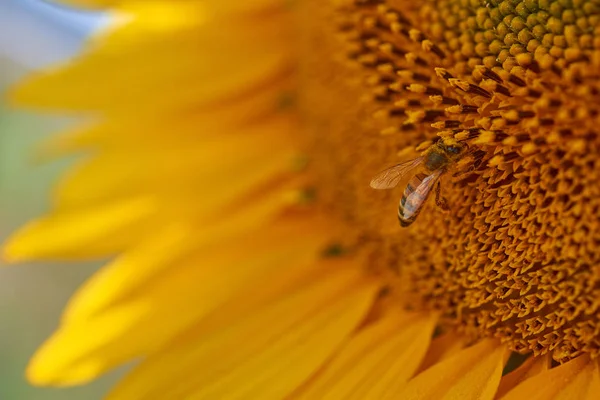 Pszczoła Zbiera Pyłek Słonecznik — Zdjęcie stockowe