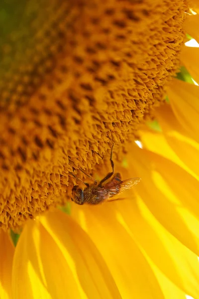 Bee Collects Pollen Sunflower — Stock Photo, Image