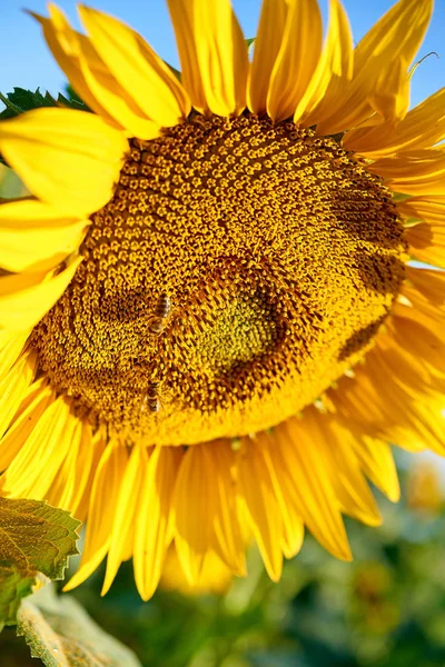 Квітуча Квітка Соняшнику Полі — стокове фото