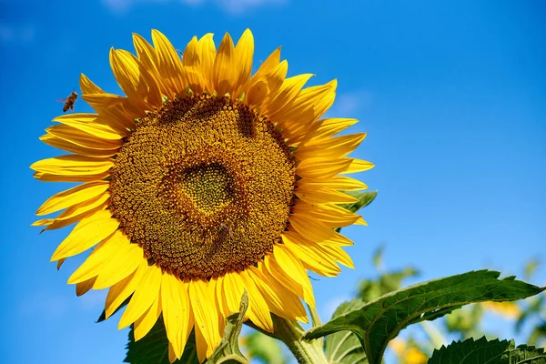 Kwitnących Kwiatów Słonecznika Polu Farm — Zdjęcie stockowe