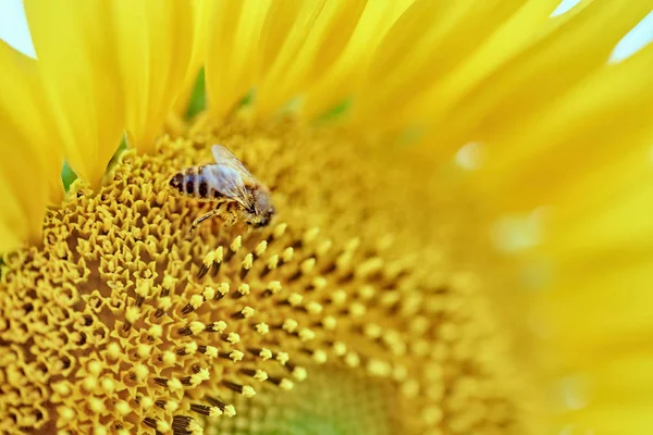 Bee Collects Pollen Sunflower — Stock Photo, Image