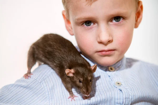Niño Años Con Una Rata Doméstica Casa —  Fotos de Stock