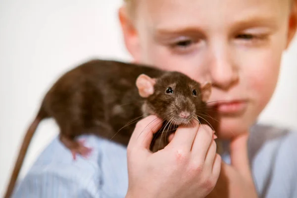 Laki Laki Tahun Dengan Tikus Domestik Rumah — Stok Foto