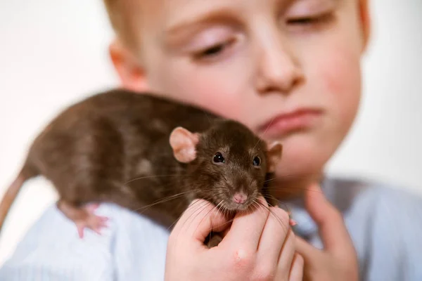Çocuk Evde Aile Içi Bir Sıçanla Yaşında — Stok fotoğraf