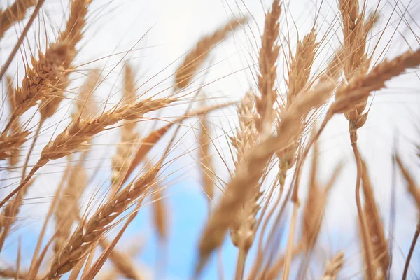 Колоски Пшениці Фермерському Полі Блакитне Небо — стокове фото