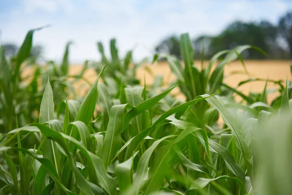 Brotos Milho Jovens Campo Fazenda Verão — Fotografia de Stock