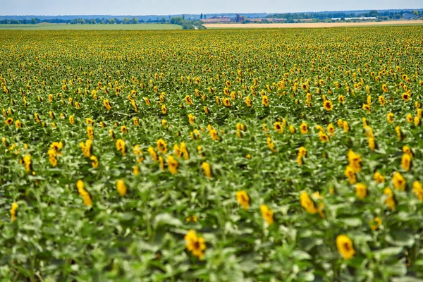 Řádky Kvetoucí Slunečnice Oblasti Hospodářství — Stock fotografie