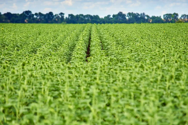 Boerderij Velden Met Groene Jonge Zonnebloem Toppen — Stockfoto