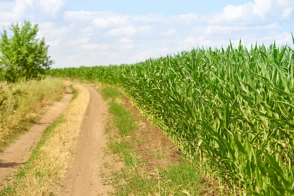 Boerderij Veld Met Jonge Maïs Buurt Van Een Onverharde Weg — Stockfoto