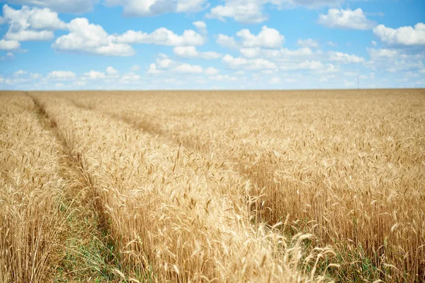 Paesaggio Campo Grano Maturo Con Scorze Del Trattore — Foto Stock