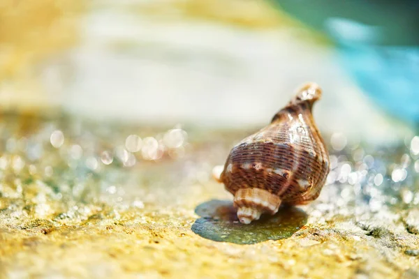 Sea Shell Sandy Shore — Stock Photo, Image