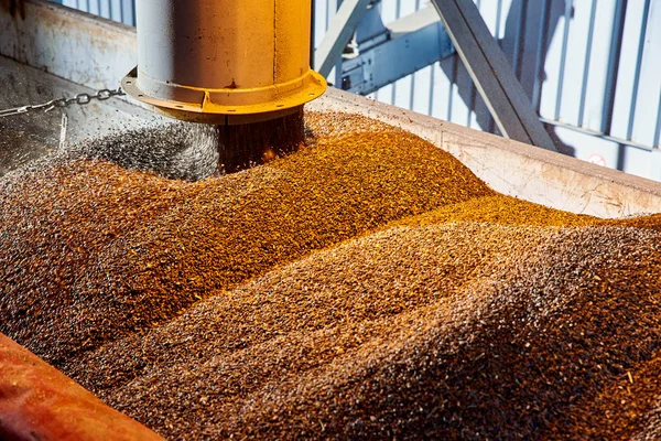 SUNFLOWER GRAINS ARE SUPPLIED BY A PIPE INTO THE ELEVATOR FOR DRYING AND STORAGE. — Stock Photo, Image