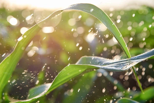 YOUNG GREEN SPLASHES OF MAIZE UNDER RAIN ON FARMER FIELD — Stock Photo, Image