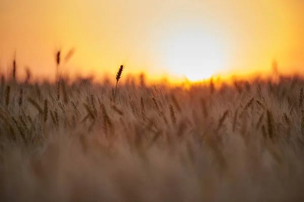 Campo con una cosecha de trigo dorado maduro, puesta de sol . —  Fotos de Stock