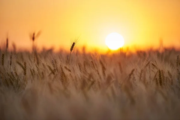 Feld mit einer Ernte reifen goldenen Weizens, Sonnenuntergang. — Stockfoto