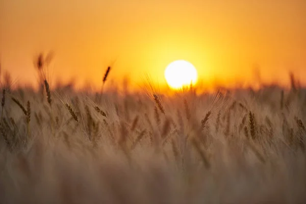 Campo con una cosecha de trigo dorado maduro, puesta de sol . —  Fotos de Stock