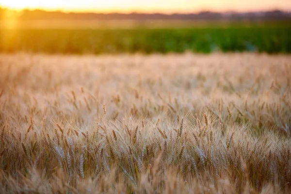Campo con un raccolto di grano dorato maturo, spighe al tramonto . — Foto Stock