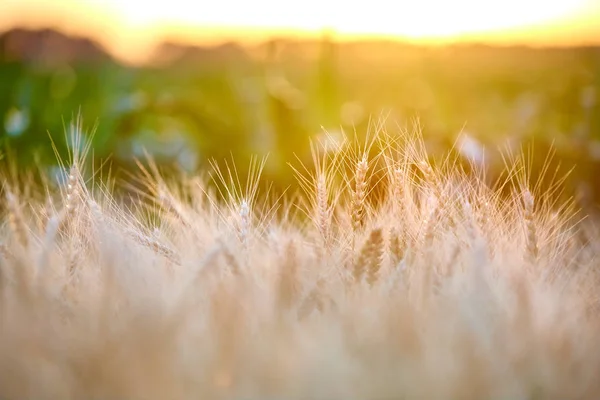 Olgun altın buğday hasadı ile alan, gün batımında sivri. — Stok fotoğraf