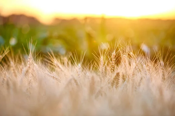 Ladang dengan panen gandum emas matang, spikelet saat matahari terbenam . — Stok Foto