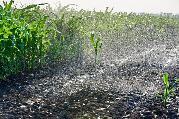 Jonge groene spatten van maïs onder regen op boer veld — Stockfoto