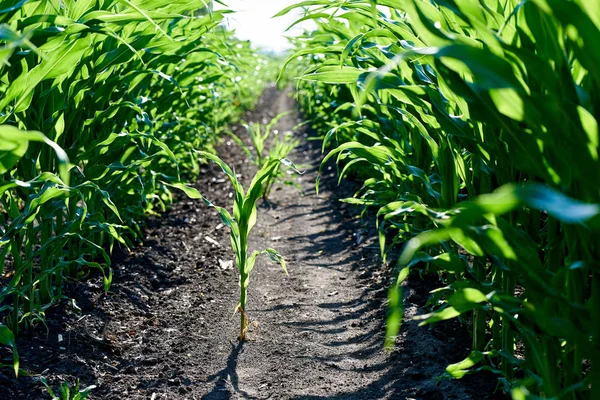 Jonge groene gewassen van de maïs op de boerderij veld — Stockfoto